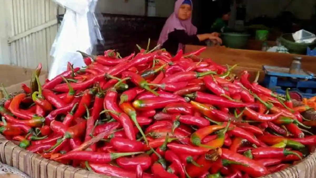 Harga Cabai Teropong Merah Tembus Rp 100 Ribu Per Kg Lagi, Bawang Putih dan Tomat Stabil Tinggi