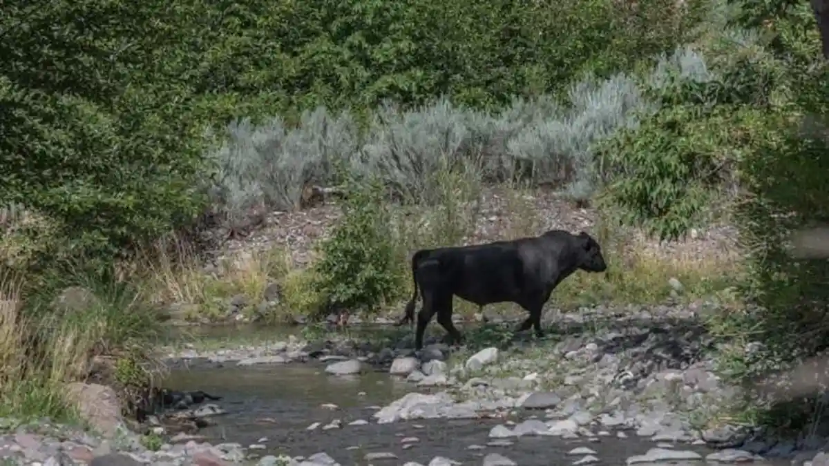 Pembantaian Sapi Liar di New Mexico, AS dari Udara Segera Dilaksanakan, Tolak Tuntutan Peternak