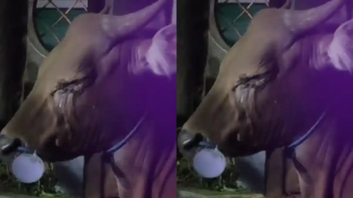 Sapi Kurban Menangis Hendak Disembelih saat Idul Adha, Benarkah? Pakar Beber Penyebabnya