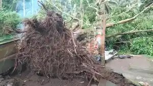Pohon-Tumbang-Saat-Upacara-Ngaben-di-Setra-Sengkidu-Karangasem.jpg