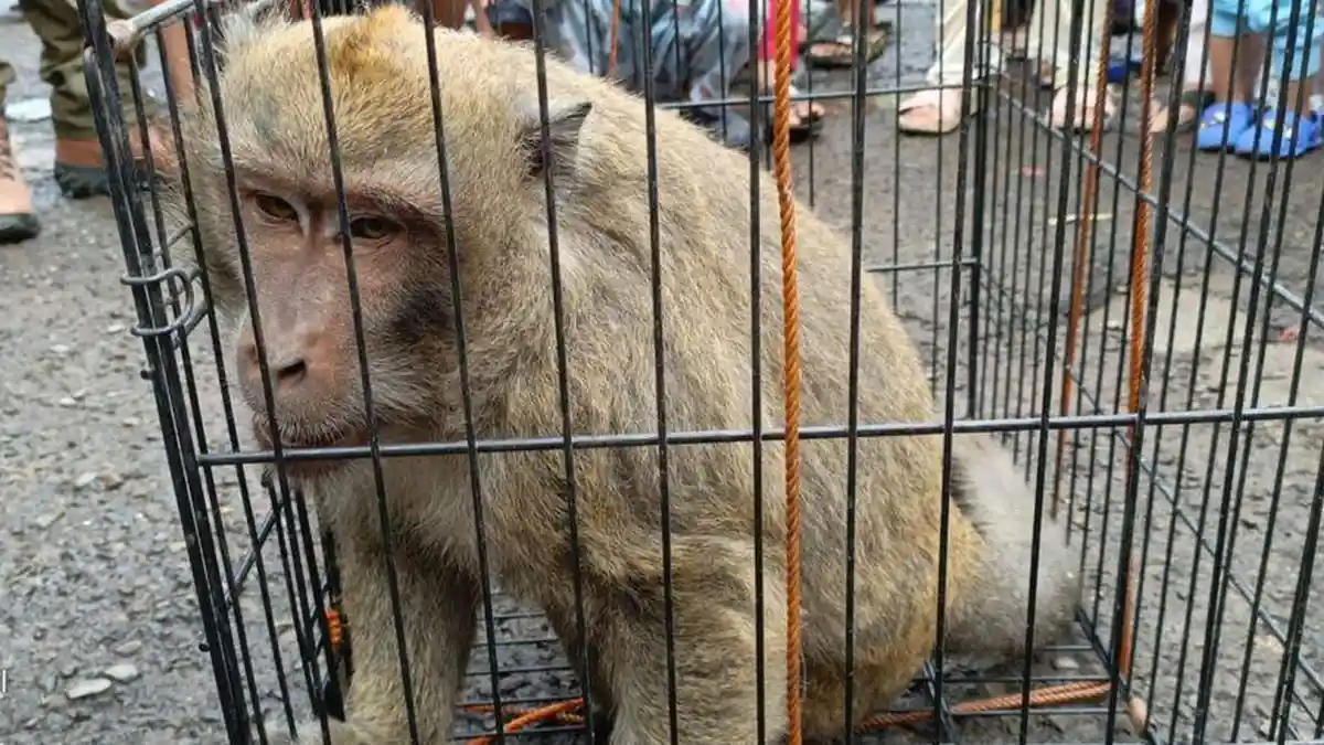 Sepekan Teror Warga Cimahi, Monyet Jumbo Ditangkap Petugas Damkar pakai Jeratan Jerami dan Pembiusan