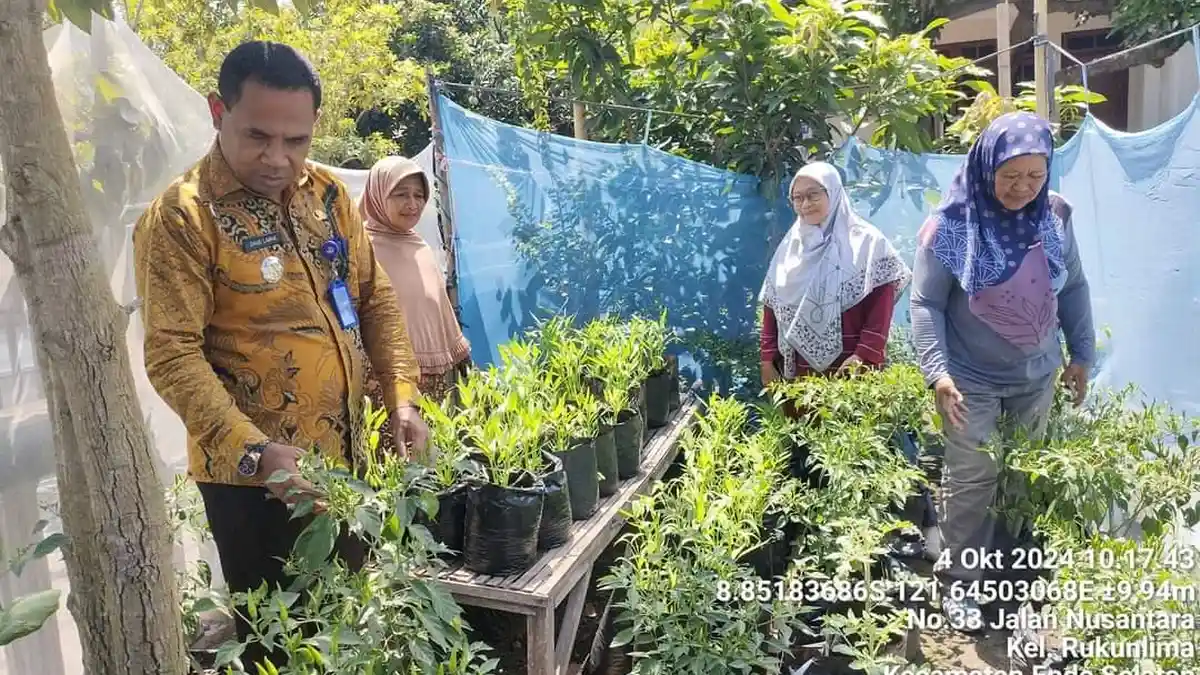 Panen Cabai di Rukun Lima, Camat Ende Selatan Sebut Solusi Tekan Inflasi Daerah 