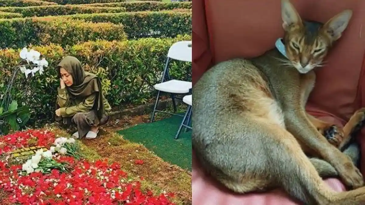 Tak Hanya BCL, Kucing Kesayangan Ini Turut Sedih Ditinggalkan Ashraf, Terlihat dari Perubahan Sikap