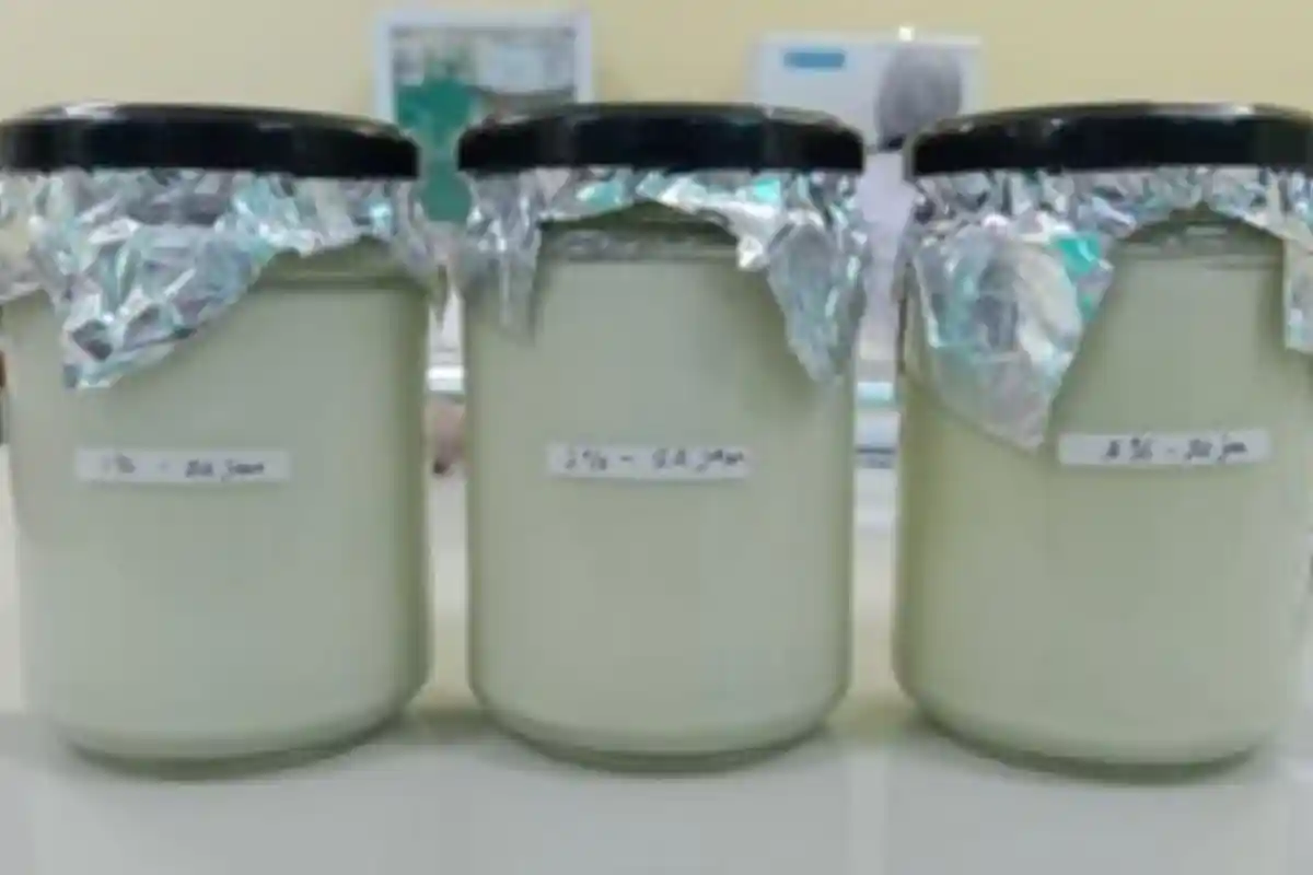 Mahasiswa UNSOED Memanfaatkan Umbi Gembolo menjadi Yoghurt Sinbiotik