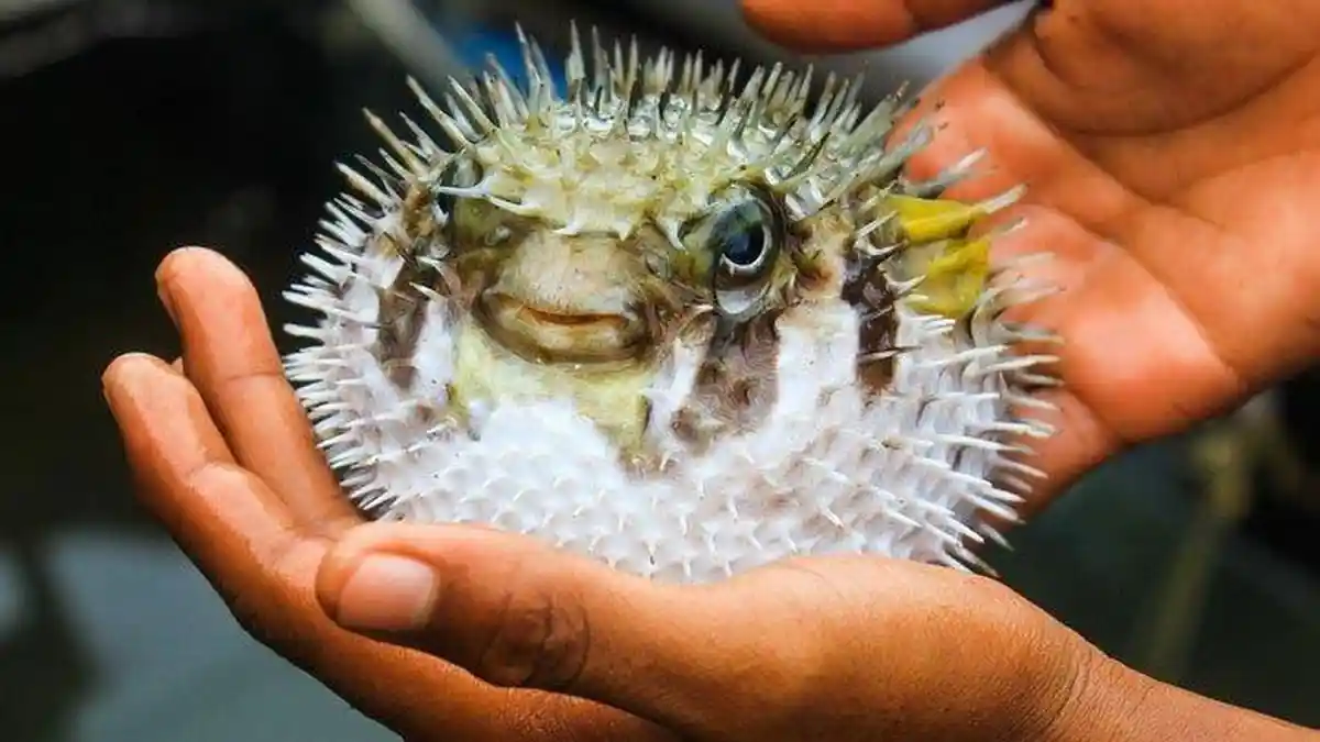 Fakta Racun dalam Ikan Buntal yang Tewaskan Satu Keluarga: 1.200 Kali Lebih Beracun dari Sianida