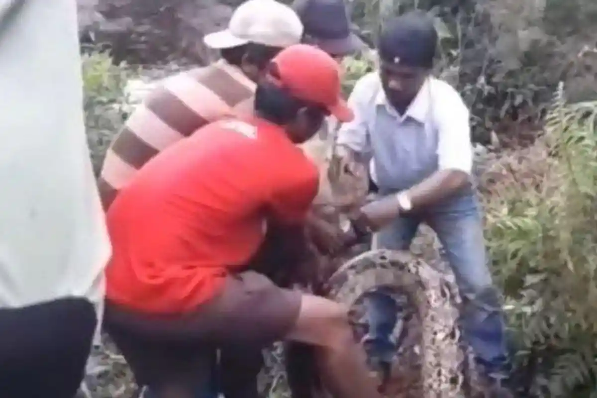 VIDEO Detik-detik Evakuasi Piton Raksasa 8 Meter, Pasrah karena Kekenyangan Tak Bergerak