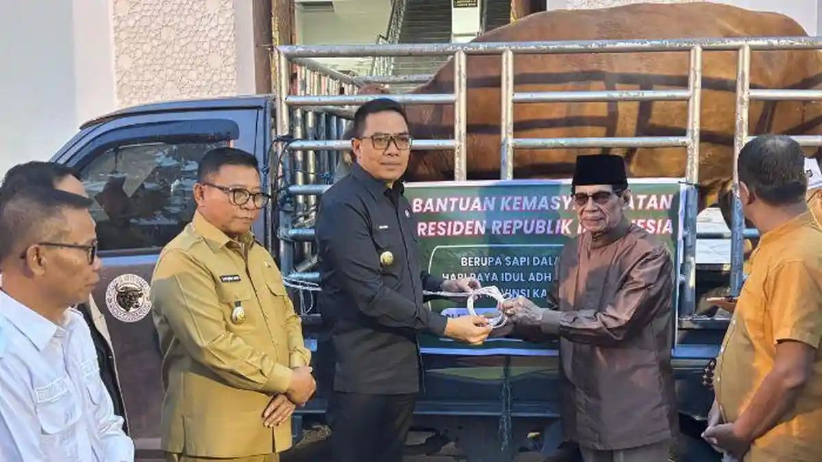 Sapi Bantuan Presiden Prabowo untuk Samarinda Bernama “Miliar” Diserahkan ke Masjid Raya Darussalam