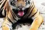 Harimau Sumatera di Kebon Binatang Ragunan