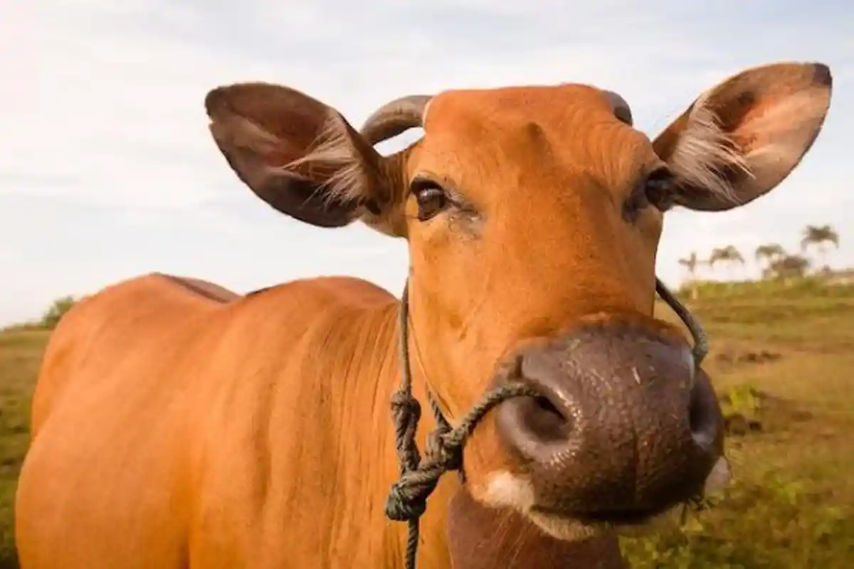 3 Orang India Ditangkap setelah Bunuh Pria yang Dituduh Bawa Daging Sapi