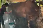 Sapi-kurban-324werw543.jpg