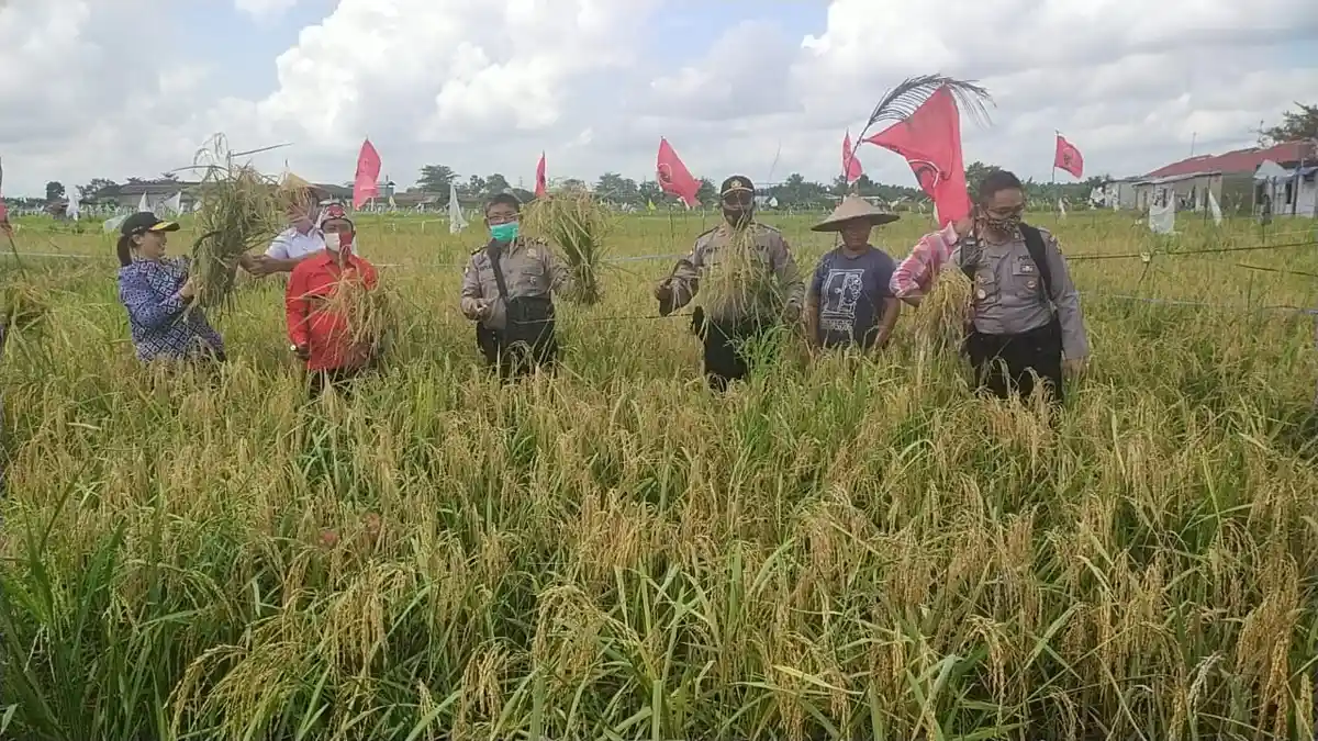 Panen Raya Program Polisi Sahabat Petani Polres Kubu Raya Jaga Ketahanan Pangan