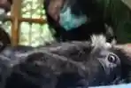 Lutung Jawa Hasil Sitaan di Periksa Dokter Hewan