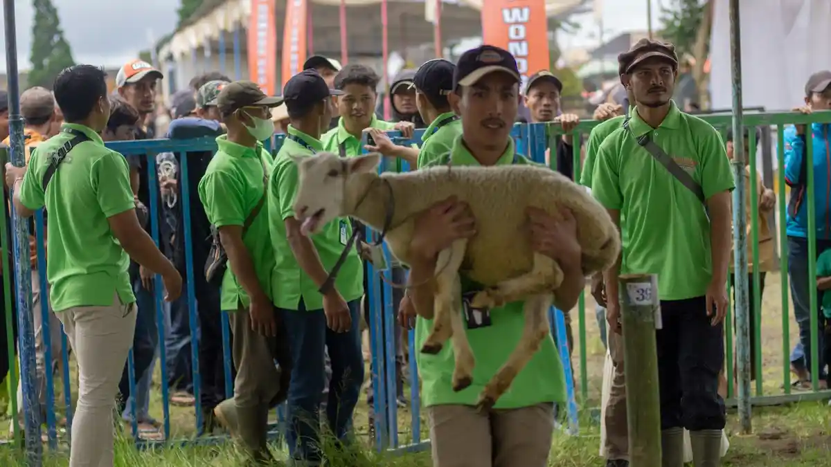 Ternak Dombos Punya Nilai Ekonomi Tinggi, Fajri: Usia Empat Bulan Rp 7 Juta Per Ekor