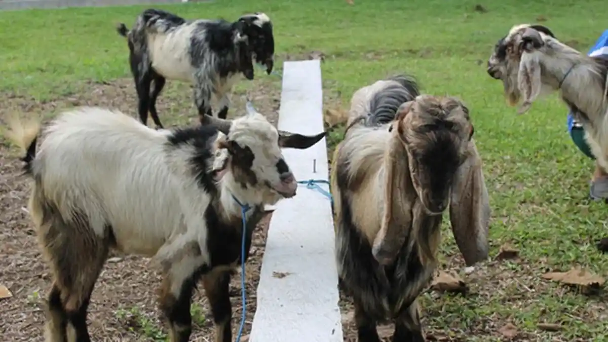 Idul Adha Sebentar Lagi, Ini 6 Tips Memilih Hewan Qurban