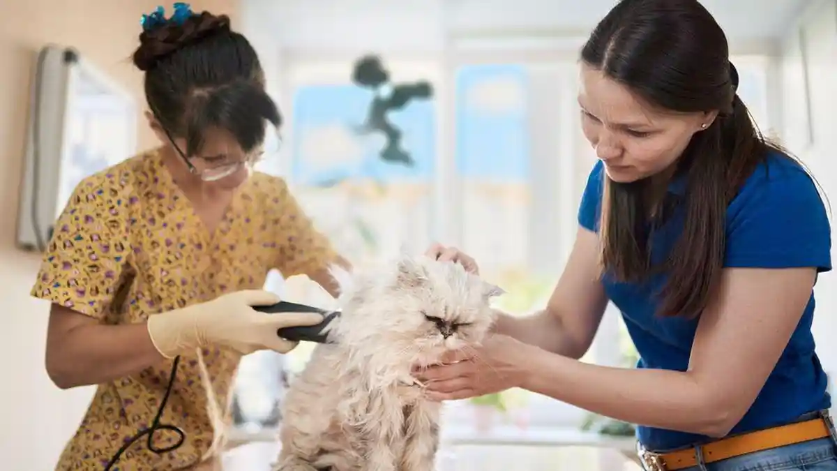 Ingin Bepergian Tanpa Khawatir pada Kucing? Simak 3 Tips Berikut