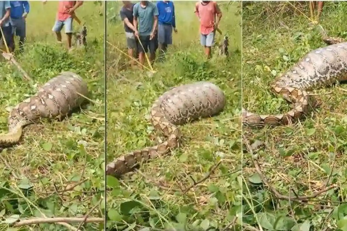 Warga Pergoki Ular Piton 8 Meter Mangsa Sapi di Mamuju Sumbar, Tak Bisa Gerak karena Kekenyangan