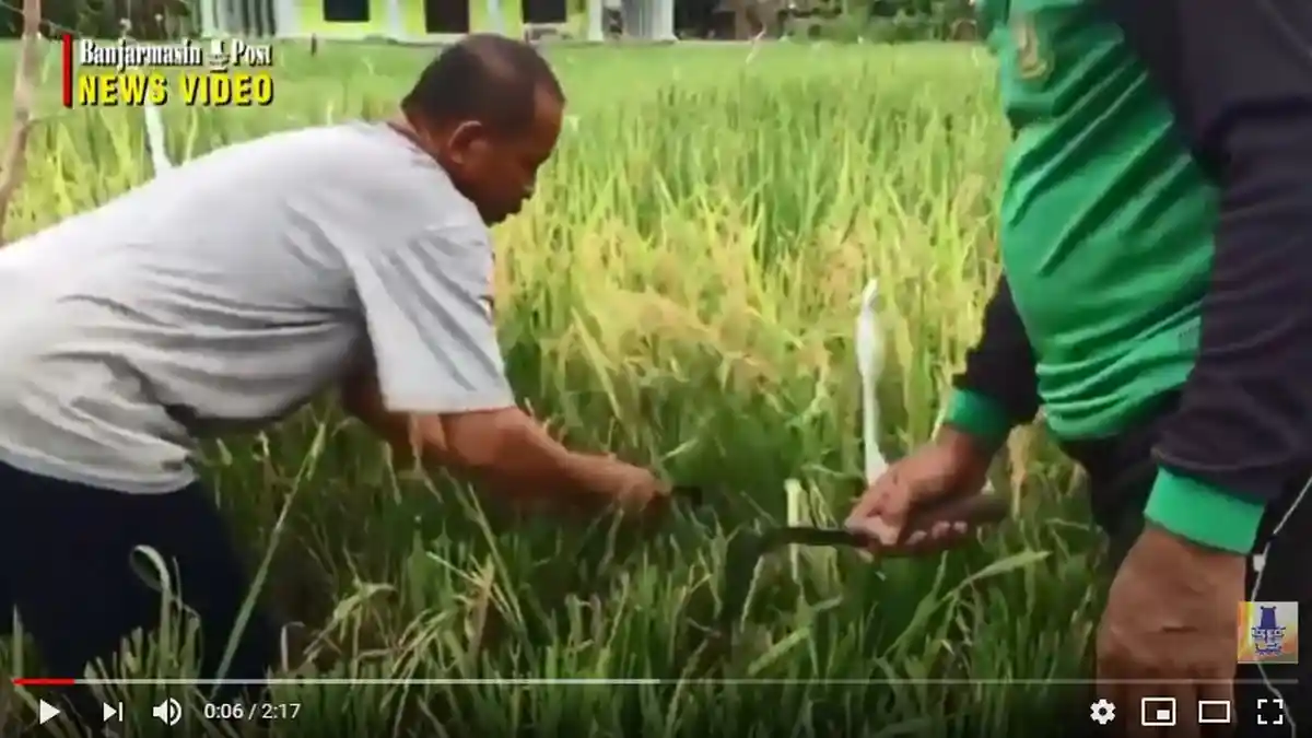 Petani di HSU Mulai Persiapkan Lahan dan Semai Benih