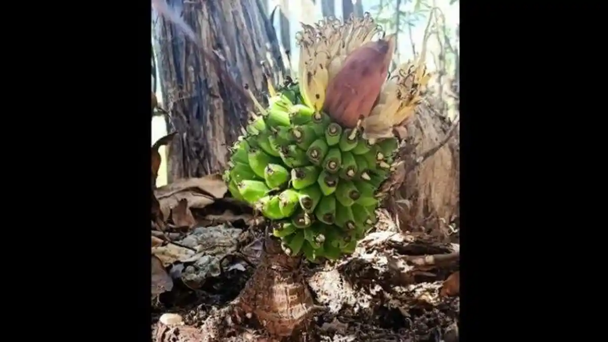 Fenomena Pohon Pisang Berbuah 12 Tandan hingga Tanpa Daun dan Batang, Ini Penjelasan Ahli