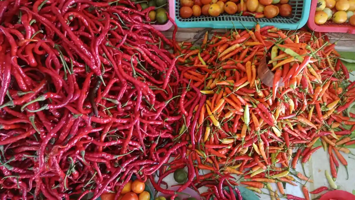 Harga Cabai di Pasar Gumumae Bula Tembus Rp. 100 Ribu per Kilo, Pedagang Keluhkan Harga Pasok