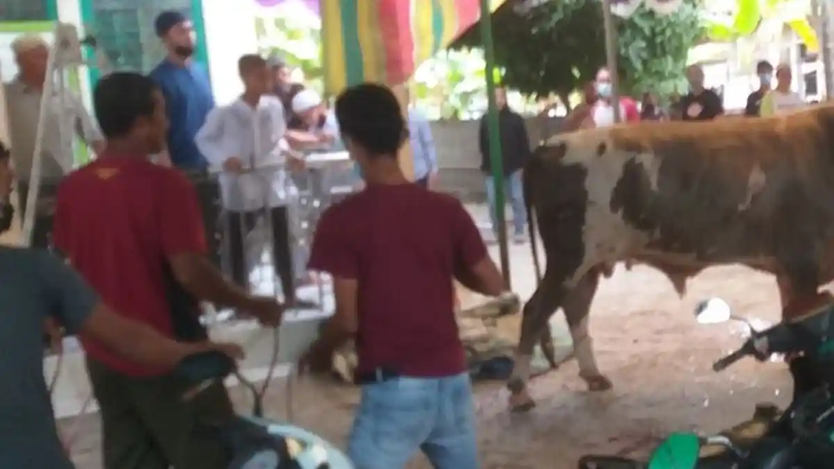Detik-detik Sapi yang Telah Disembelih Bangkit Lagi dan Ngamuk, Warga yang Nonton Kabur