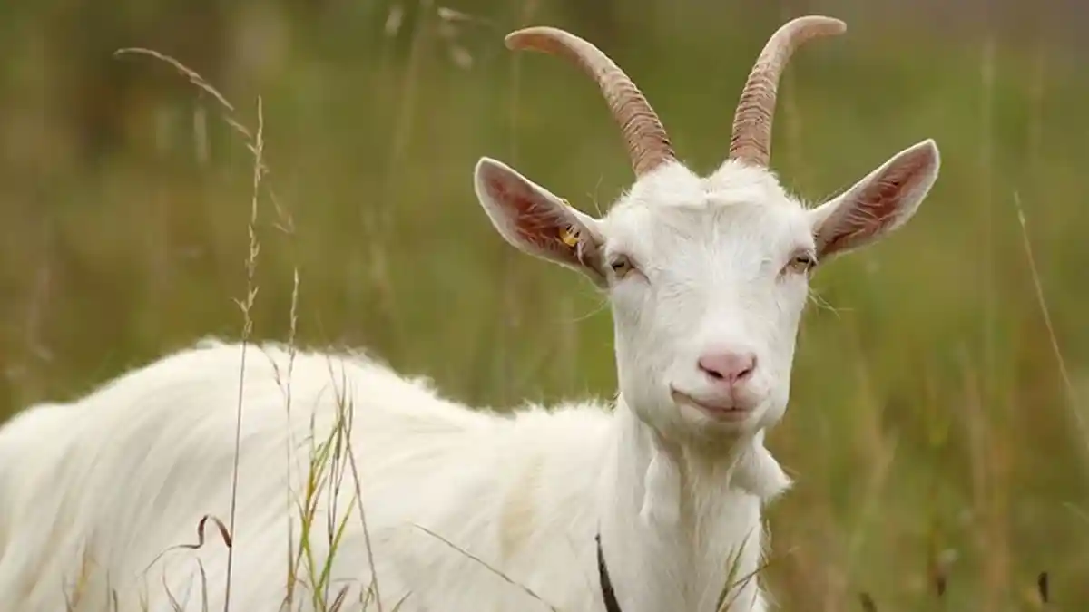 3 Khasiat Daging Kambing Bagi Kesehatan, Tak Perlu Ragu Konsumsi Saat Idul Adha Besok!