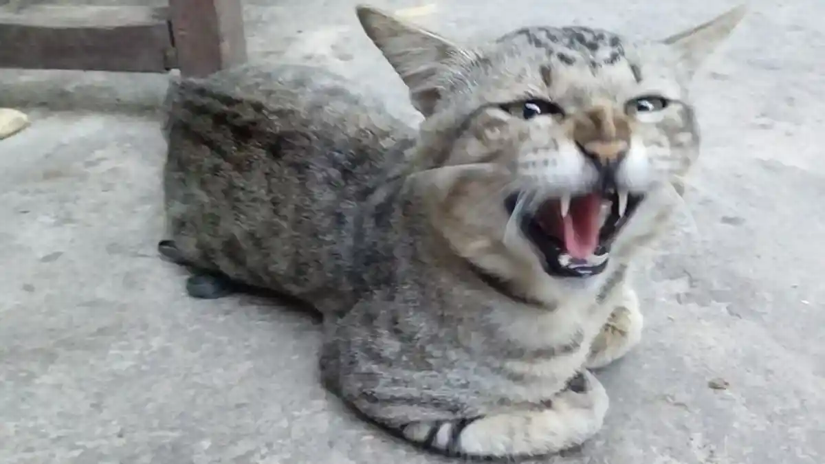 Kasus Anjing Bima Aryo Gigit ART Sehingga Tewas, Pemilik Kucing Juga Harus Waspada