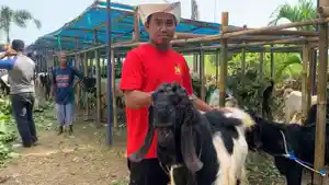 kambing_kurban_500_ribu_mataram.jpg