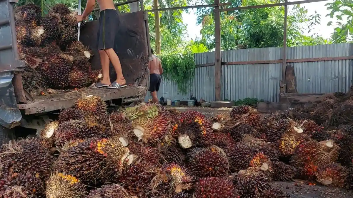 Harga Sawit di Aceh Singkil Kembali Naik Setelah Sempat Anjlok