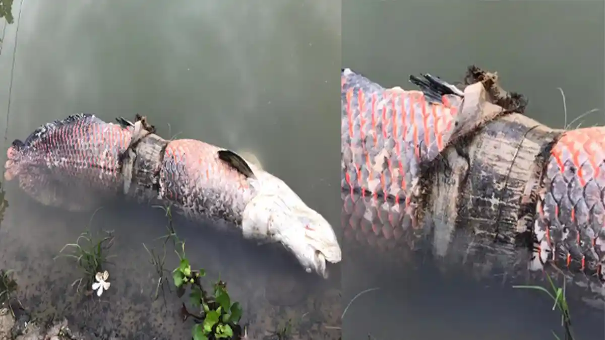 Viral Ikan Arapaima Sebesar Manusia Mati dengan Kondisi Hamil, Perut Terlilit Sampah Plastik