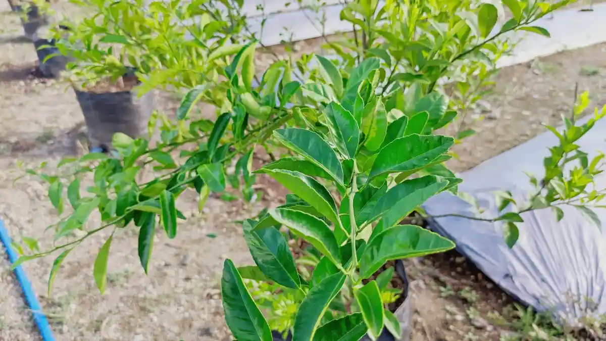 Simak Segudang Manfaat Daun Jeruk Nipis tuk Kesehatan: Salah Satunya Merawat Kulit