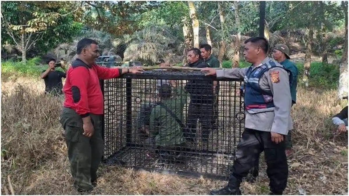 Lagi Nyadap Karet, Riyanto Petani di Desa Ciptodadi Musi Rawas Diserang Beruang