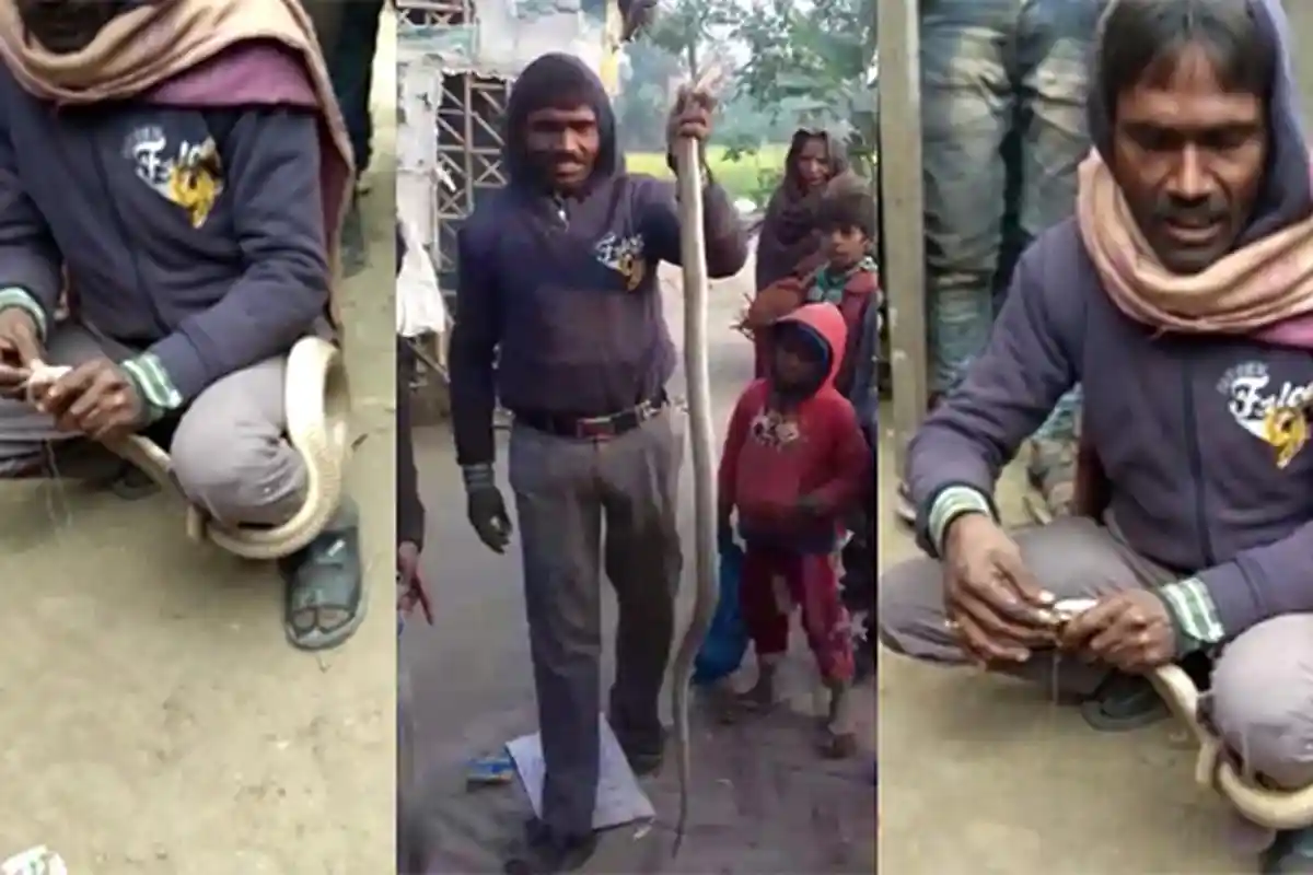 Ngeri! Mencoba Menjahit Mulut Ular Kobra dengan Jarum dan Benang, Pria Ini Alami Hal Tak Terduga