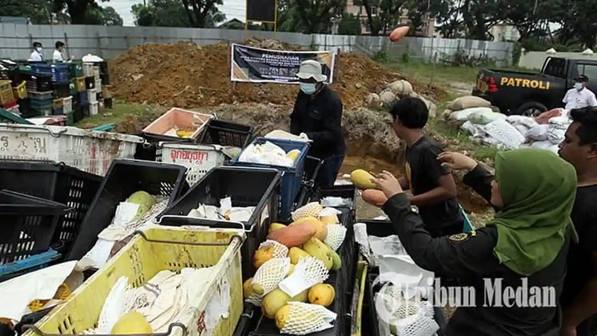 14,6 Ton Mangga Ilegal Asal Thailand Dimusnahkan, Hasil Penangkapan Tim Gabungan
