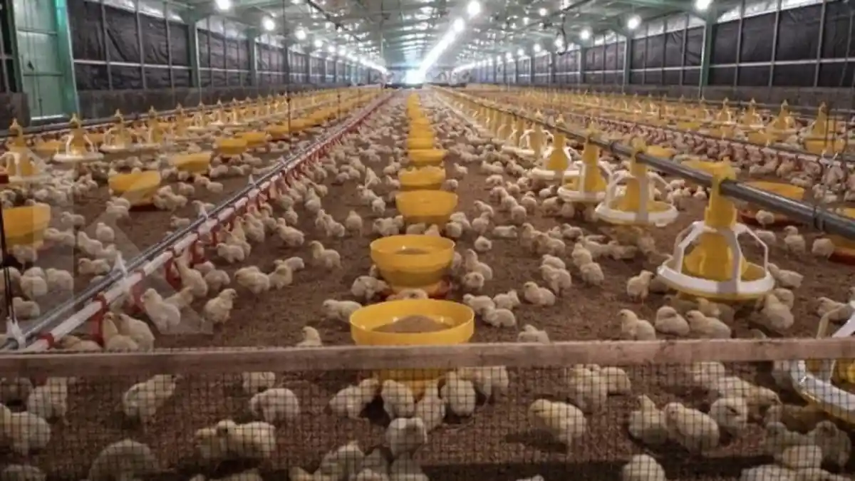 Charoen Bangun Kandang Ayam Sistem Tertutup di Universitas Jenderal Soedirman