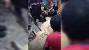 Buaya-Halima.jpg