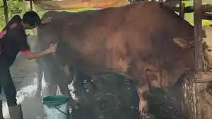 nnya-merawat-sapi-itu-selama-4-tahun.jpg