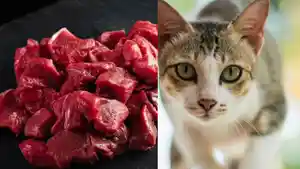 Sujadi-Ngaku-Jual-Daging-Kambing-Muda-Padahal-Jagal-100-Kucing-Harganya-Rp-100-Ribu-Per-Kilogram.jpg