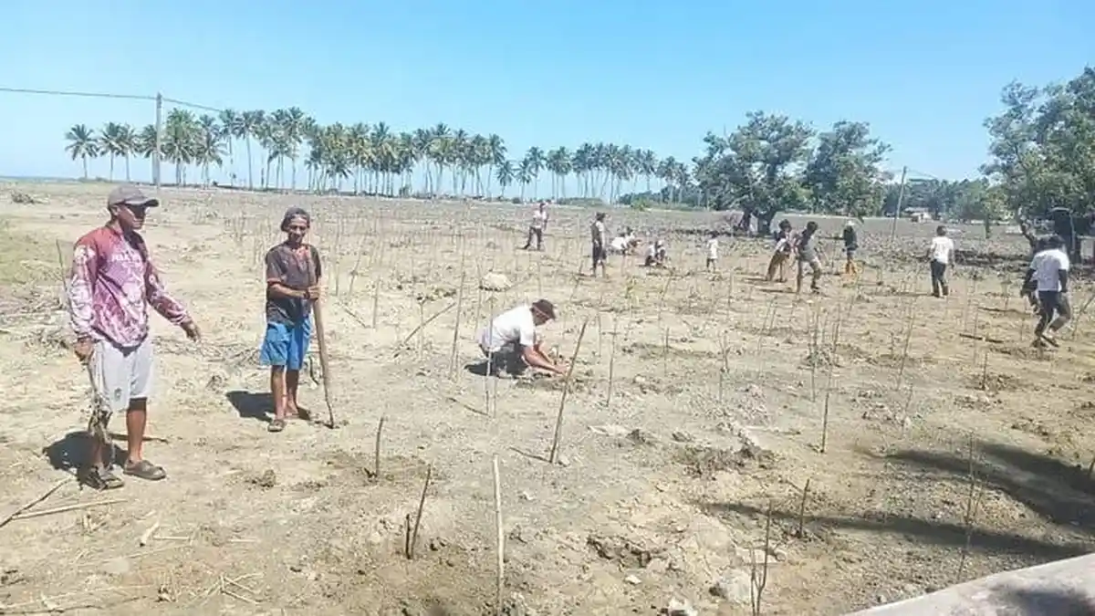 Pemdes Towale Donggala Kolaborasi Bersama BUMN Tanam 1000 Bibit Mangrove