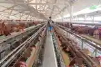 Peternak-ayam-petelur-Naufal-cek-di-kandangnya-di-Kabupaten-Blitar-Senin-2552026.jpg