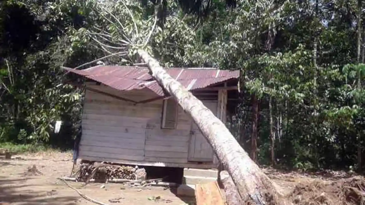 Rumah Warga Tertimpa Pohon