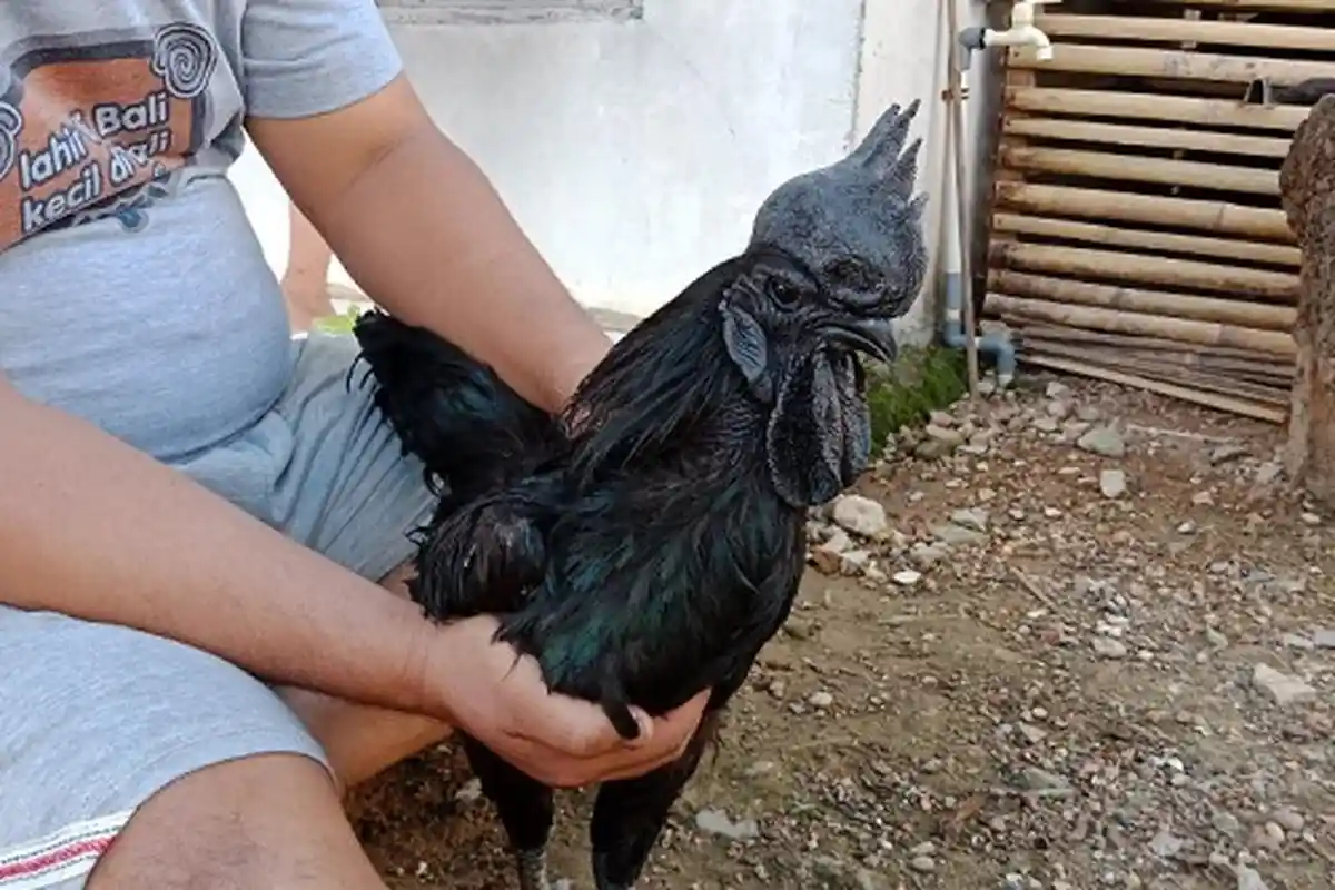 Ayam Ini Tak Mau Makan Selain Ketan Hitam, Jon: Ini yang Bikin Harganya Mahal