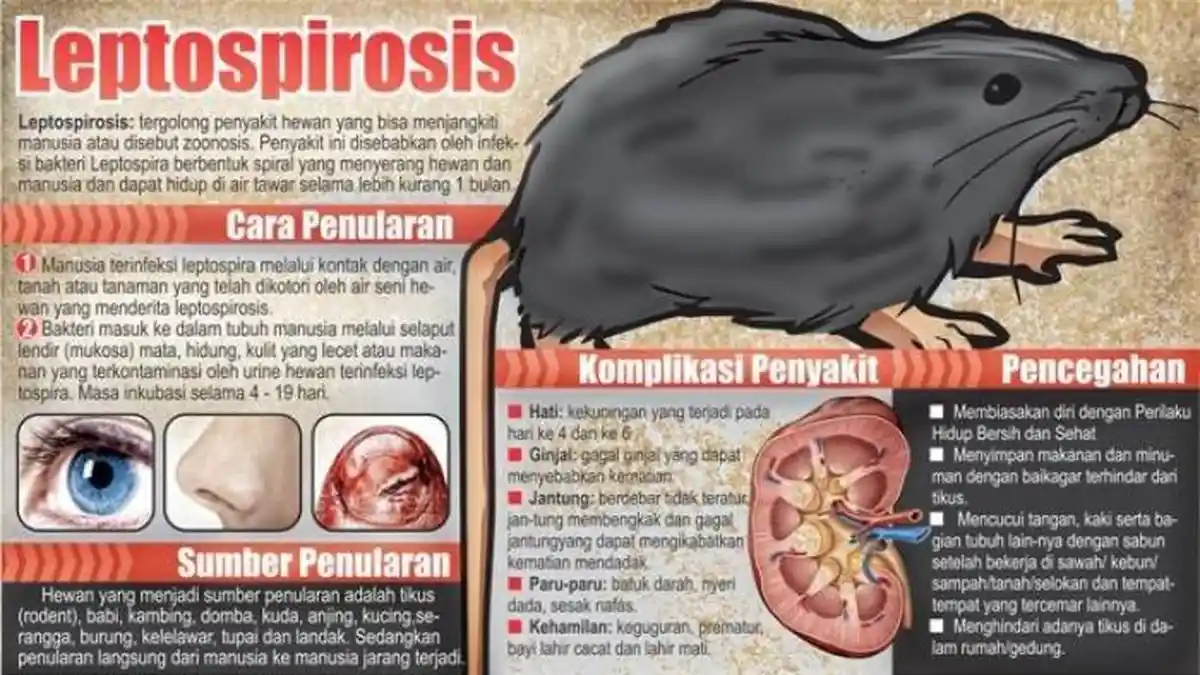 Apa Itu Leptospirosis, Apa Faktor Penyebab dan Bagaimana Proses Penularannya