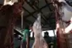 Penyembelihan Sapi Kurban di RPH Terapkan Protokol Kesehatan