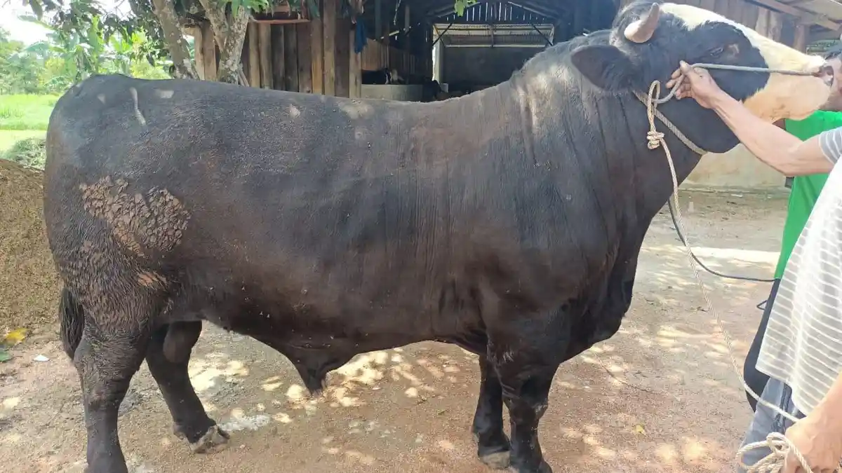 Penampakan Sapi Kurban Presiden Prabowo untuk Masyarakat Bintan, Beratnya Capai 856 Kg