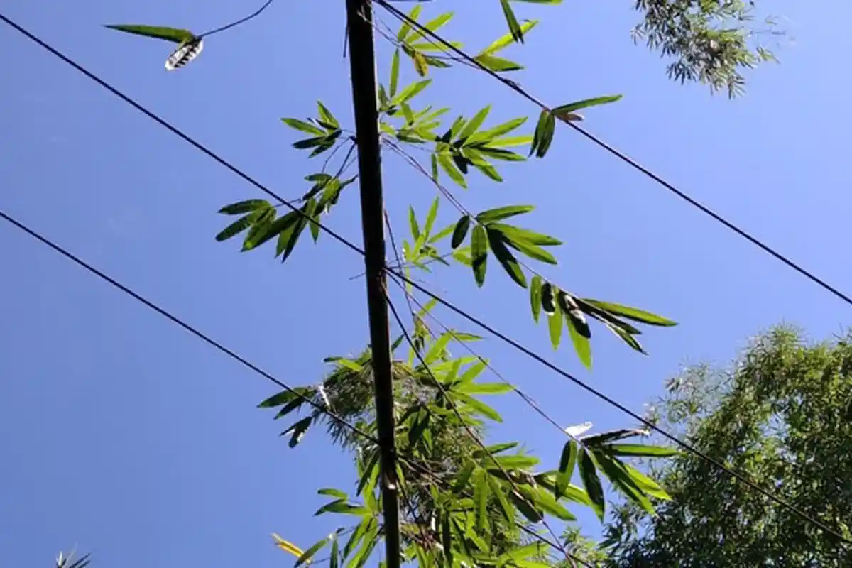 Manajer PLN Bajawa Tegaskan Tidak Ada Unsur Kesengajaan Padamkan Listrik, Ini Penjelasannya!