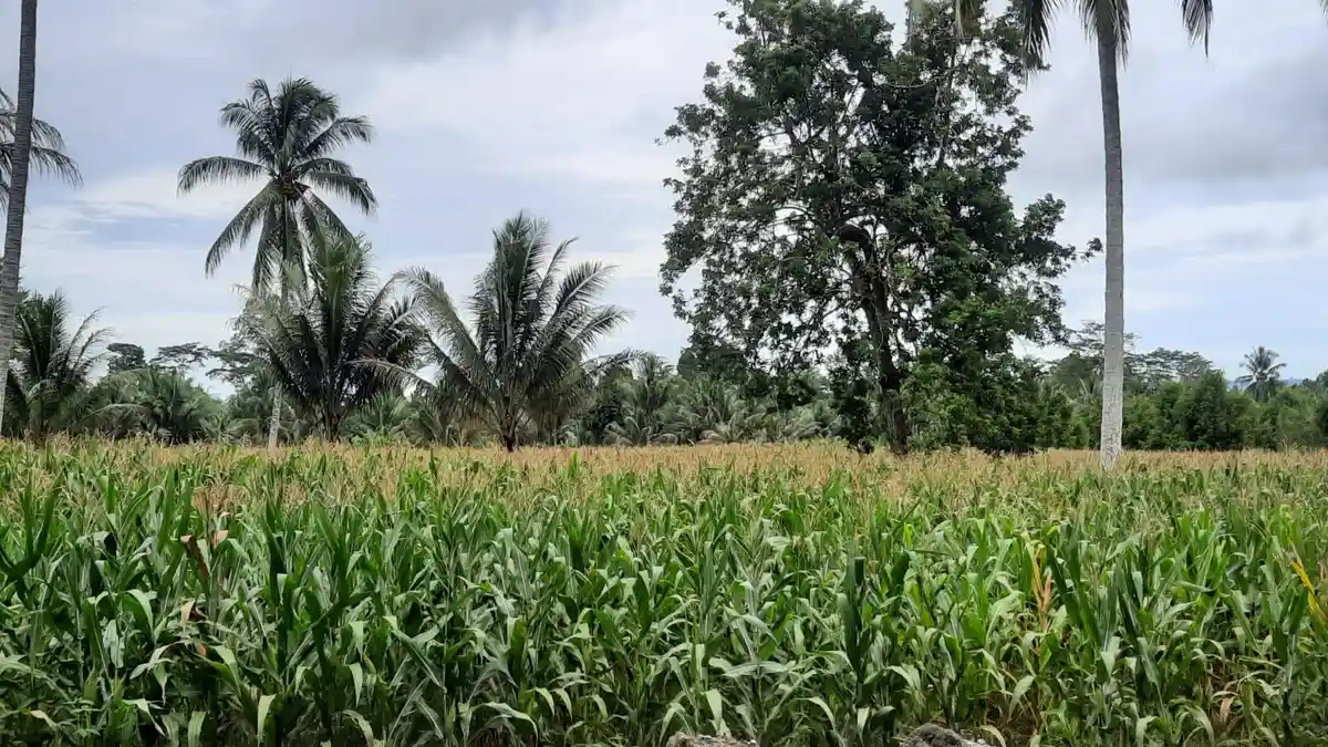 Banggai Targetkan Produksi Jagung Lebih Tinggi, Lahan Potensial 74 Ribu Hektare