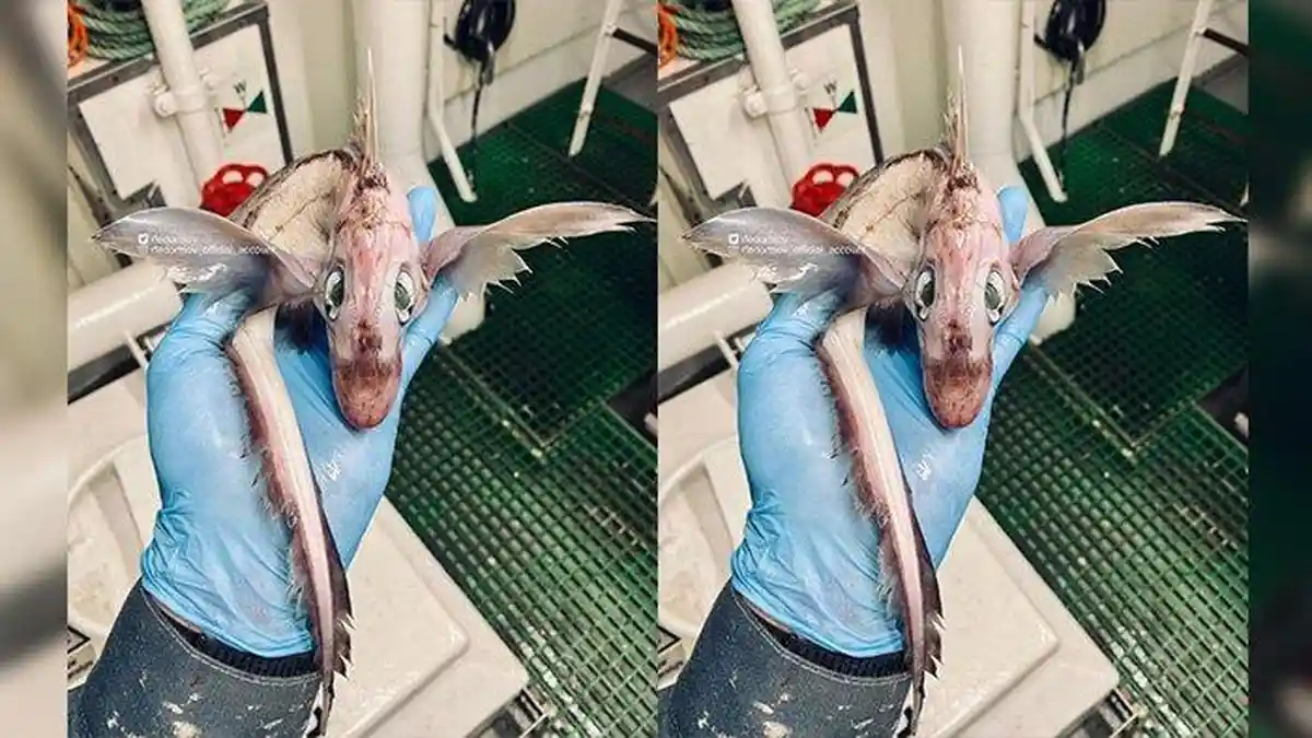 Cari Ikan di Dalaman 900 Meter, Nelayan Rusia Temukan Ikan Mirip 'Bayi ...