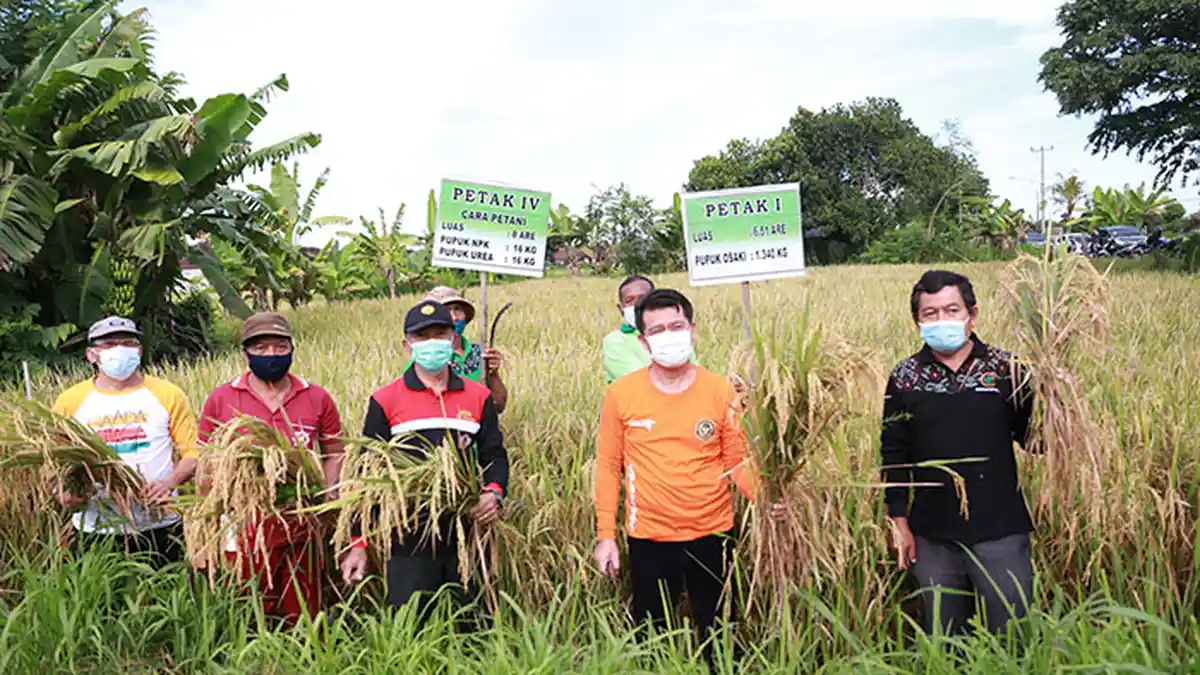 Pemkab Klungkung Panen Demplot, Hasilnya Pupuk Organik Lebih Produktif Hasilkan Gabah daripada Kimia