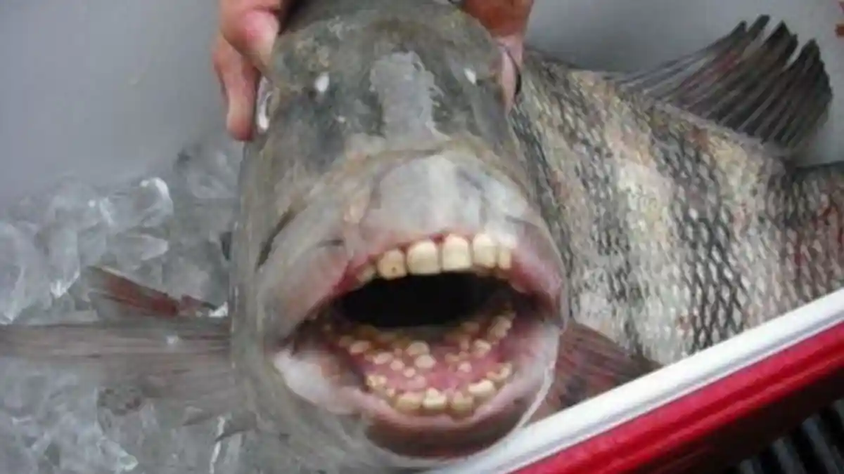 Mengenal Sheepshead, Ikan Bergigi Manusia, Habitat, Cara Hidup hingga Umur Capai 20 Tahun