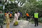 Pohon Tumbang Tutup Jalan di Jalur Pantura Situbondo-Banyuwangi Macet hingga 1 Jam Lamanya